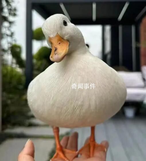 名貴寵物鴨散步被擄差點成老鴨煲 民警在嫌疑人晚飯前將其抓獲