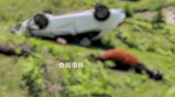 游客開車撞死兩匹馬?景區回應