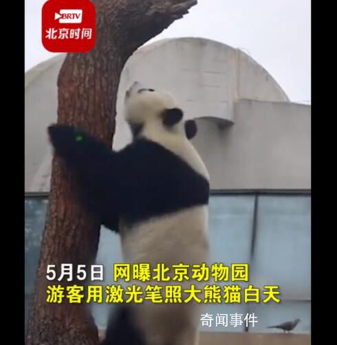 游客用激光筆照射大熊貓 已接到相關(guān)投訴反饋給相關(guān)部門處理