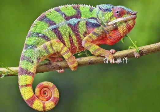 變色龍為什么會變色 變色龍變色原理是什么