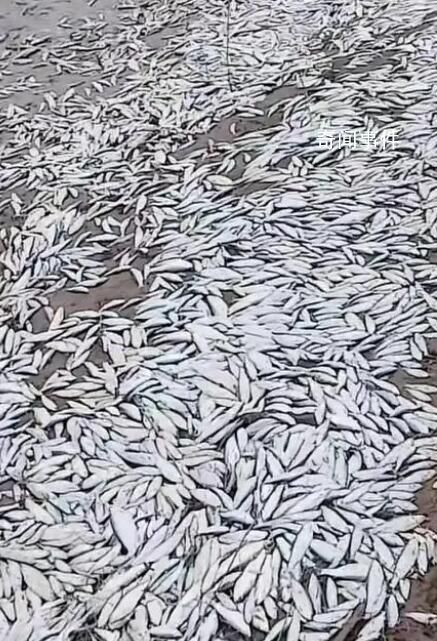 河南一地大量魚擱淺岸邊 網友：這絕對是水被污染了