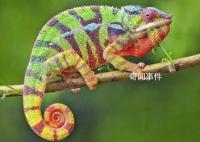變色龍為什么會(huì)變色 變色龍變色原理是什么
