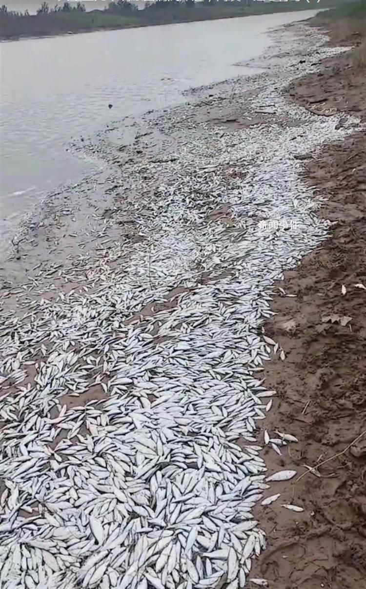 河南開封一河岸邊現大量死魚 目前正在調查中