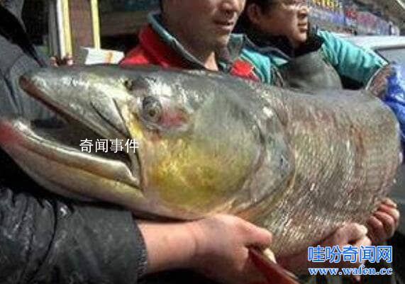福建大金湖水怪之謎 水怪的真面目到底是什么