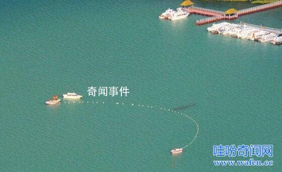 新疆喀納斯湖水怪的真相大白 哲羅鮭最大能有多大