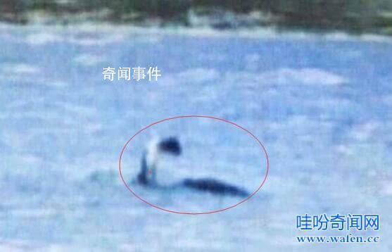 世界十大水怪之謎 水怪真的存在嗎?