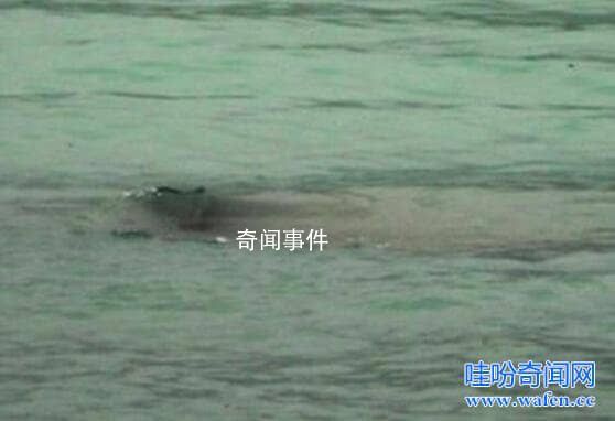 世界十大水怪之謎 水怪真的存在嗎?
