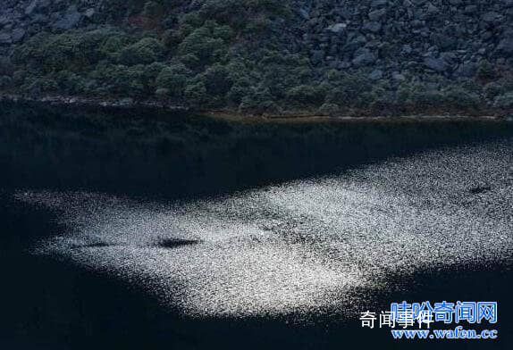 世界十大水怪之謎 水怪真的存在嗎?