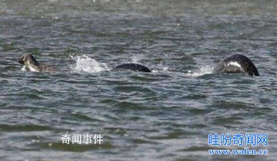 世界十大水怪之謎 水怪真的存在嗎?