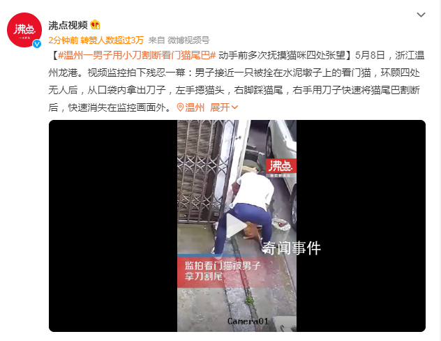 男子用小刀殘忍割斷看門貓尾巴 快速消失在監控畫面外