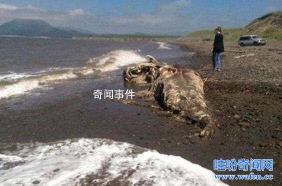 肯偉島水怪之謎在哪 肯偉島水怪真的存在嗎
