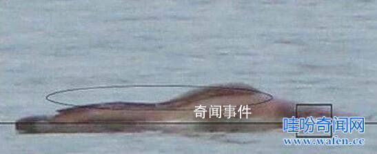 廣東湛江湖光巖水怪之謎 湛江湖光巖水怪真身是什么動(dòng)物