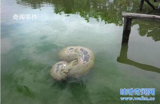 福建左海湖水怪真身是什么動物 左海湖水怪之謎完整版