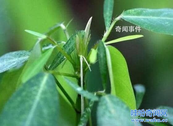 跳舞草為什么會跳舞 風流草是什么樣的植物