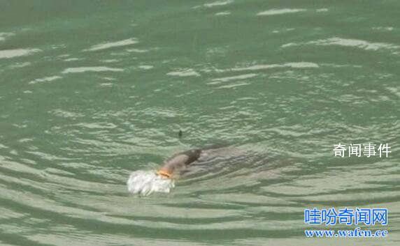 貴州六盤水水怪未解之謎是什么 六盤水水怪到底是什么
