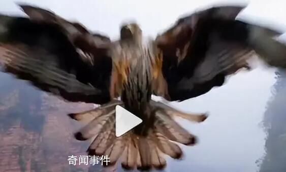 無(wú)人機(jī)航拍時(shí)被鷹叼走 網(wǎng)友：野生老鷹的戰(zhàn)斗力爆表