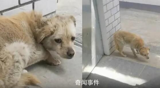 狗狗失蹤7年后回家主人煮餃子慶團圓 太令人感動了