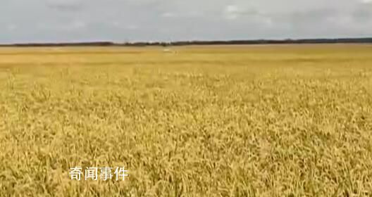 14億多人的飯碗端得穩(wěn)、端得牢 夯實(shí)糧食安全根基