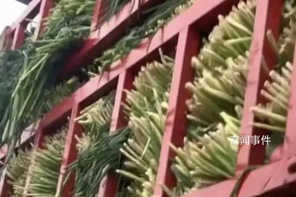 運輸無根小蔥被收費?司機回應
