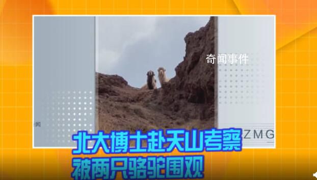北大博士赴天山考察被倆駱駝圍觀 實在是太可愛了
