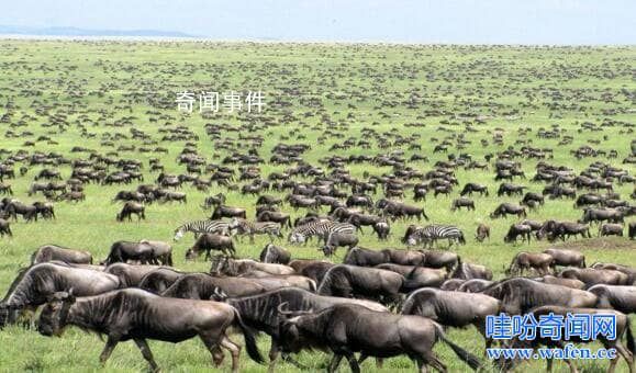 動物遷移未解之謎 動物遷徙的原因有哪些