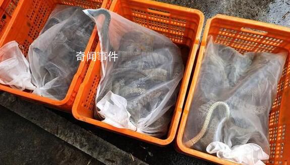 一夜偷1000斤蛇500枚蛇蛋4人落網 半個月作案4起案值約27萬元