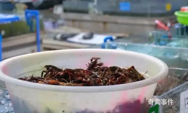 小龍蝦價格近腰斬 小龍蝦為啥便宜了