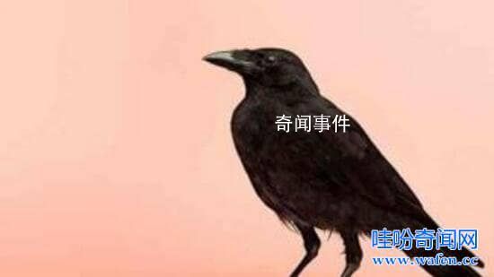 烏鴉悖論存在的意義是什么 烏鴉悖論是什么意思