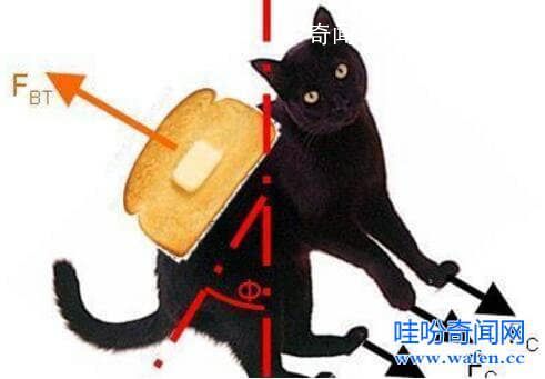 黃油貓悖論真的假的 黃油貓悖論是什么意思