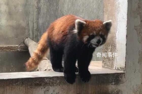 警方破獲大案解救63只小熊貓 涉案野生動物救助待規(guī)范