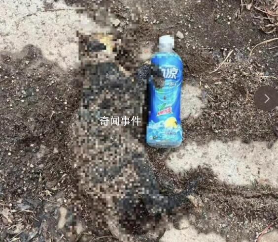 昆明一高校發生虐貓事件 此事正在進一步調查中