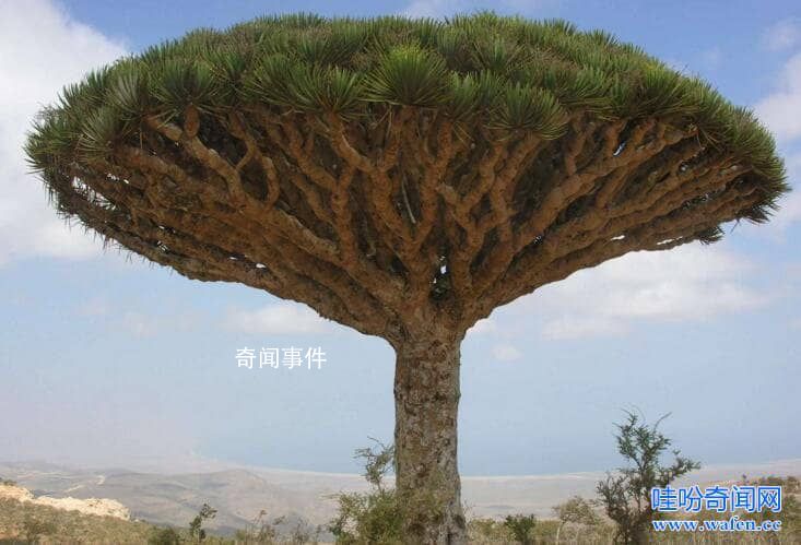 龍血樹流血之謎 龍血樹流血是什么原因造成的
