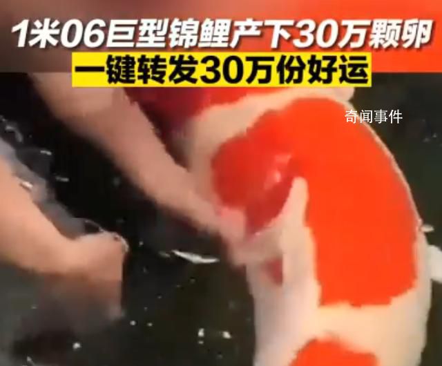 濟南巨無霸錦鯉順利產(chǎn)卵30萬顆 網(wǎng)友：可以許30萬個愿望
