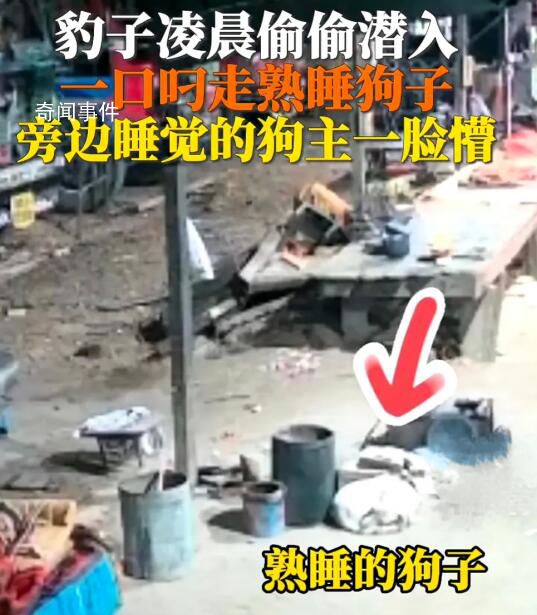 豹子闖入印度男子家中偷狗 不少人直呼被嚇壞了