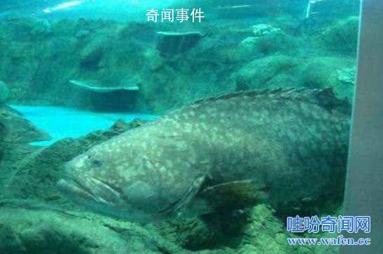 海底一萬米有多恐怖?海底一萬米嚇瘋潛水員