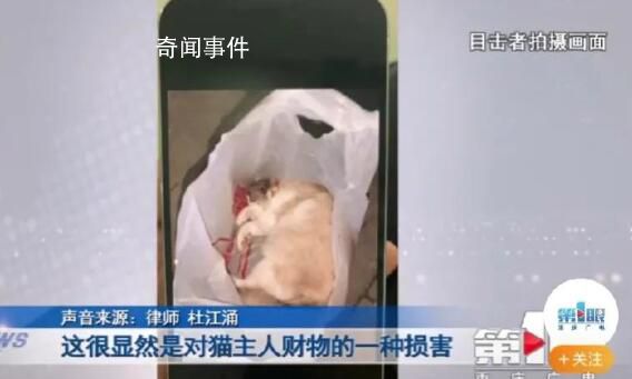 寵物貓被鄰居高空扔下活活摔死 警方正在對此展開調查