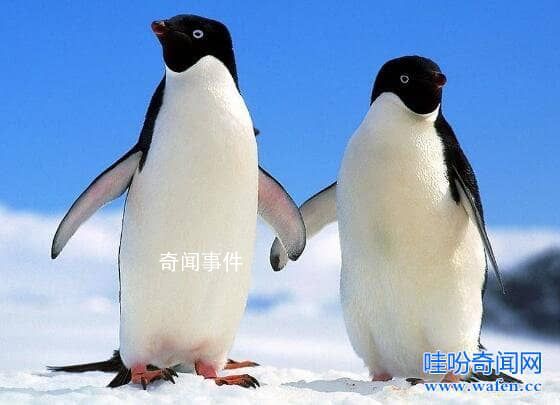 企鵝識途現象原因是什么 企鵝識途之謎中科學家是怎樣進行觀察的