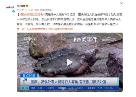 重慶發現巨型怪龜 重達50斤絕對是一個巨無霸存在