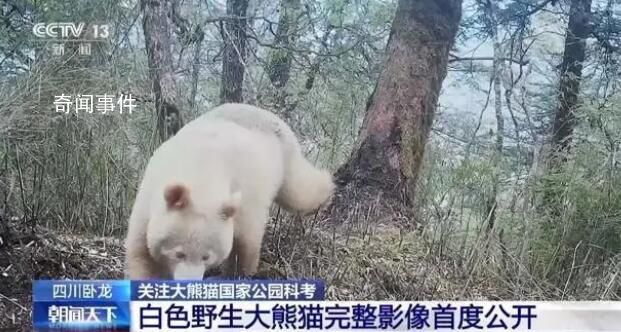 白色大熊貓影像首公開 白色大熊貓為什么是白色的
