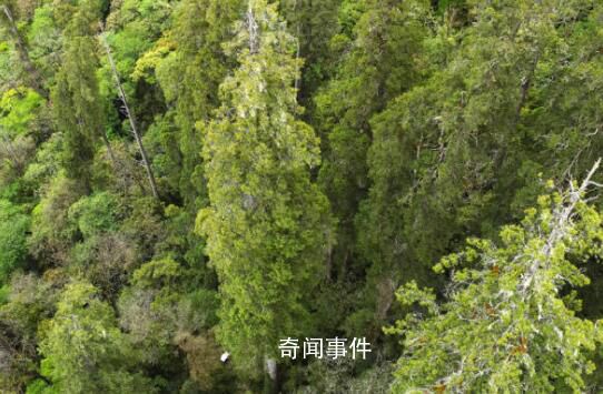 西藏境內發現亞洲第一高樹 高達102.3米的西藏柏木