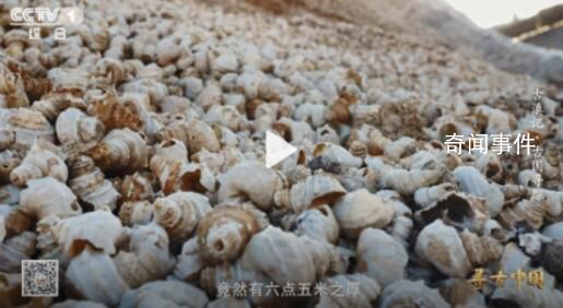 古人吃剩的螺螄殼堆成一座山 遺址下埋著6.5米厚的螺螄殼