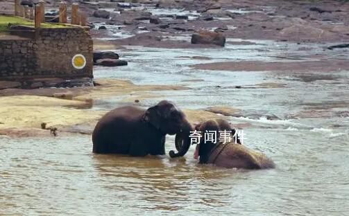 野象河中玩水消暑上演按頭殺 快樂氛圍溢出屏幕