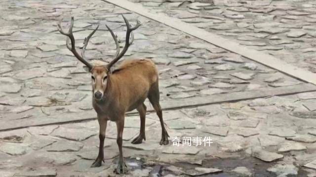 上海再現野生四不像 四不像是國家幾級保護動物