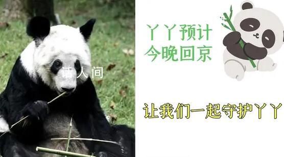 丫丫啟程回京 丫丫離開上海動物園