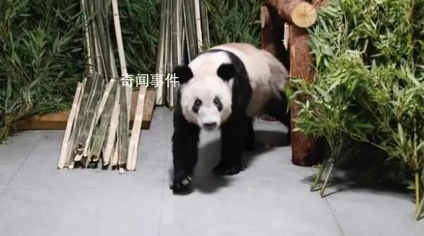 丫丫回到北京動物園 暫不對外展出