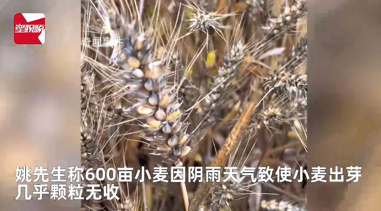 小麥因下雨發(fā)芽 農(nóng)戶哭訴損失慘重