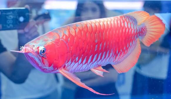 一條龍魚居然能換一套房 龍魚大概多少錢一條