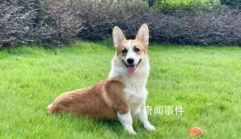 柯基被砍當事女子稱將起訴離婚 引發(fā)社會廣泛關(guān)注