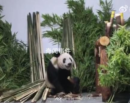 丫丫肉眼可見地胖了 回京后需靜養