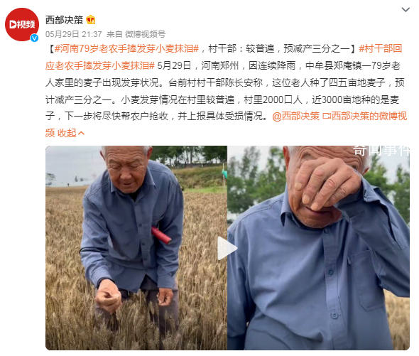 河南79歲老農手捧發芽小麥抹淚 小麥發芽情況在村里較普遍